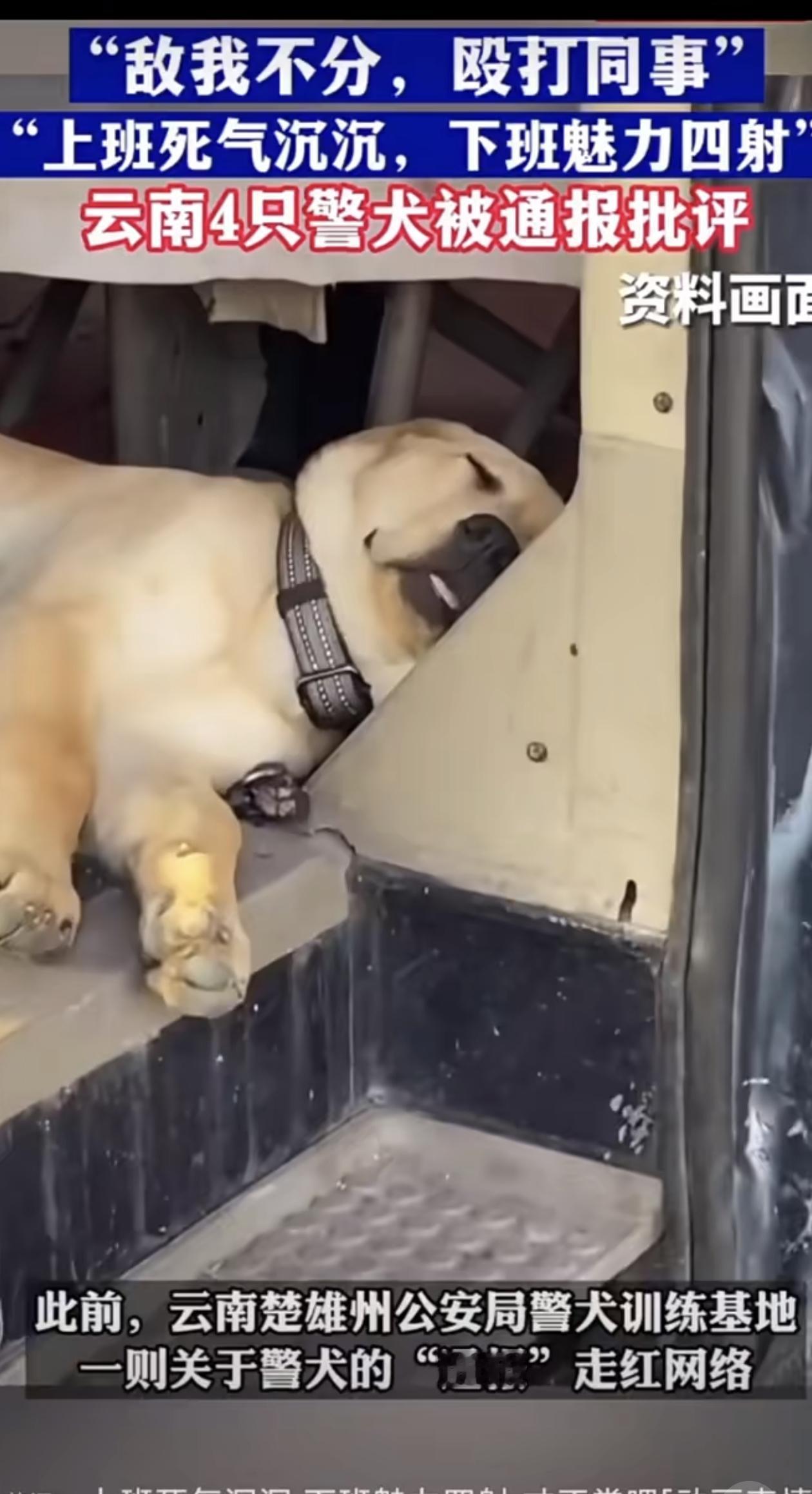 警犬被通报批评，长期上班状态不佳，敌我不分，殴打同事，哈哈哈哈哈哈哈哈哈哈哈！