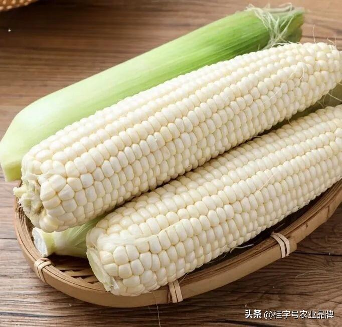 【舌尖上的小确幸，藏在广西深山的“长寿密码”——忻城糯玉米】
在这个快节奏的时代