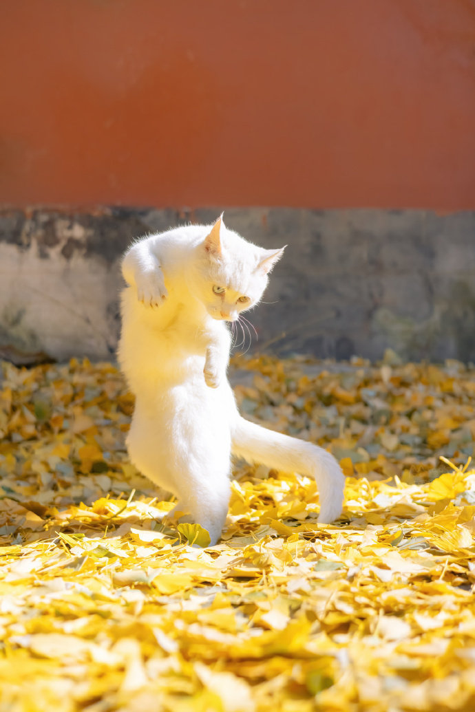 像猫一样，只取悦自己， 不理会他人，生命也许会更精彩吧。 —— 村上春树一路繁花