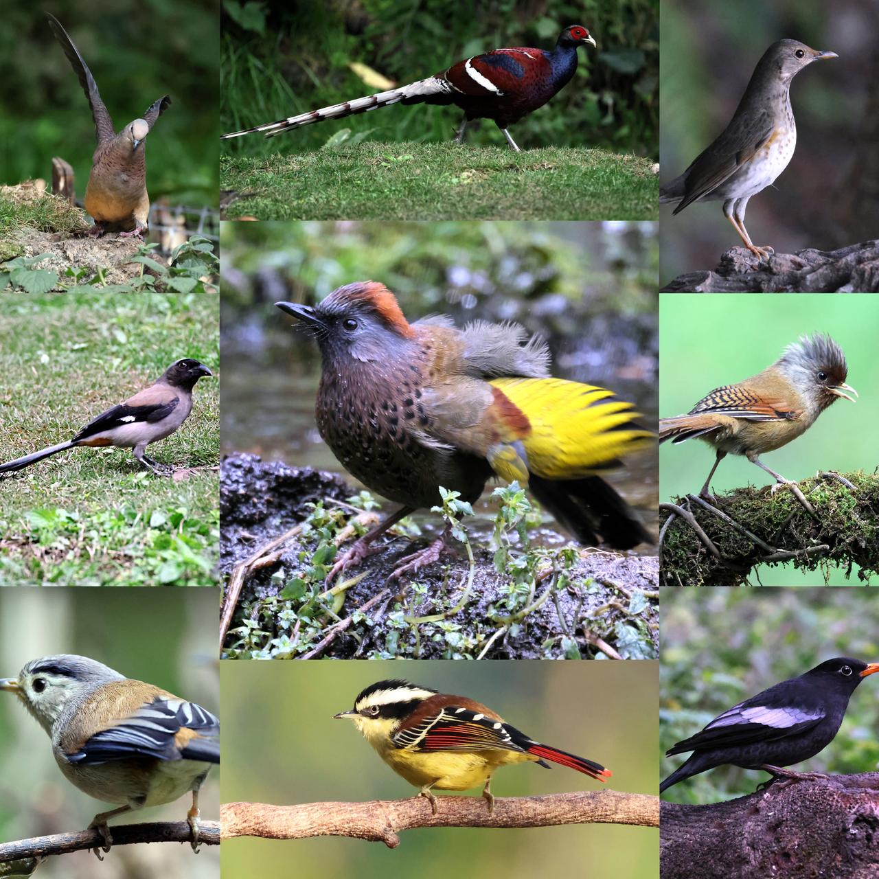 一天半我在百花岭拍到了46种鸟！
   
      正好在今冬寒冷的三九时节，