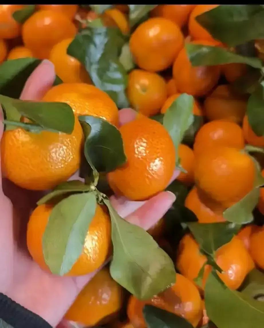 今年沙糖桔一上市就翻车，酸得网友直喊避雷。
我上周买了两斤，咬一口腮帮子差点抽筋