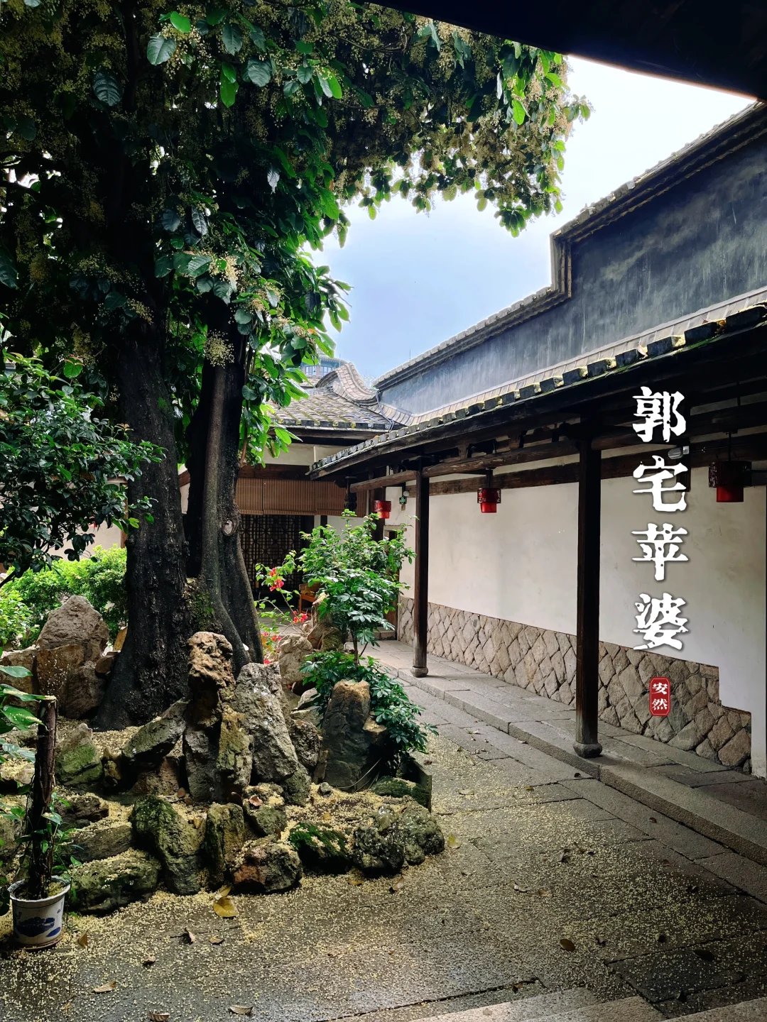 福州植物美图｜郭柏荫故居，苹婆花开