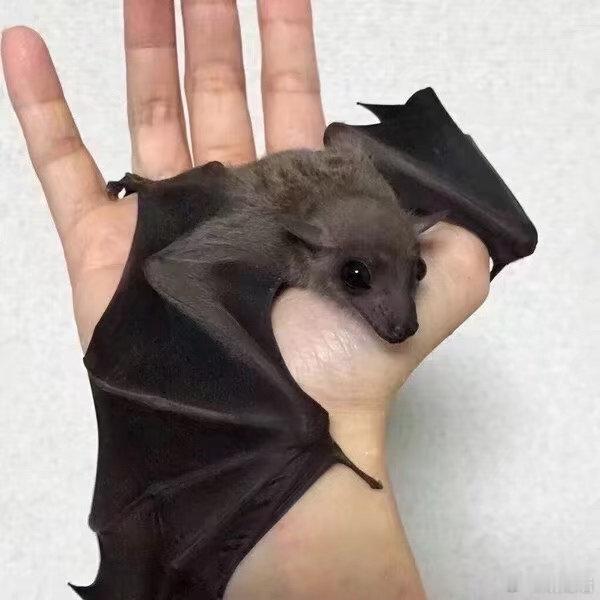 蝙蝠积累 