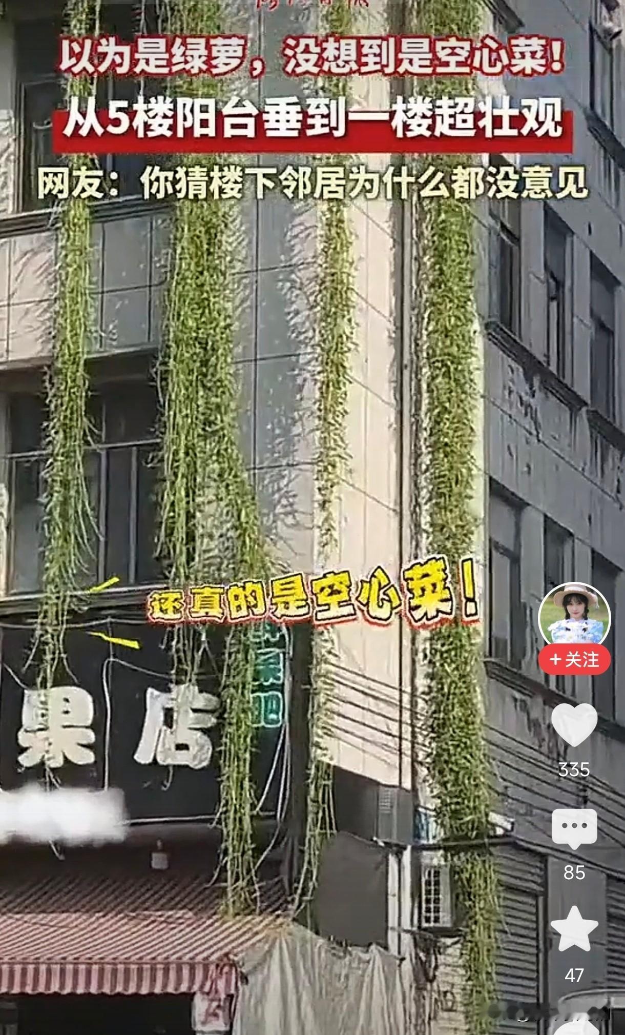 浙江金华，女子接小孩放学时，看见一栋居民楼外，布满了绿色植被，起初还以为是爬山虎
