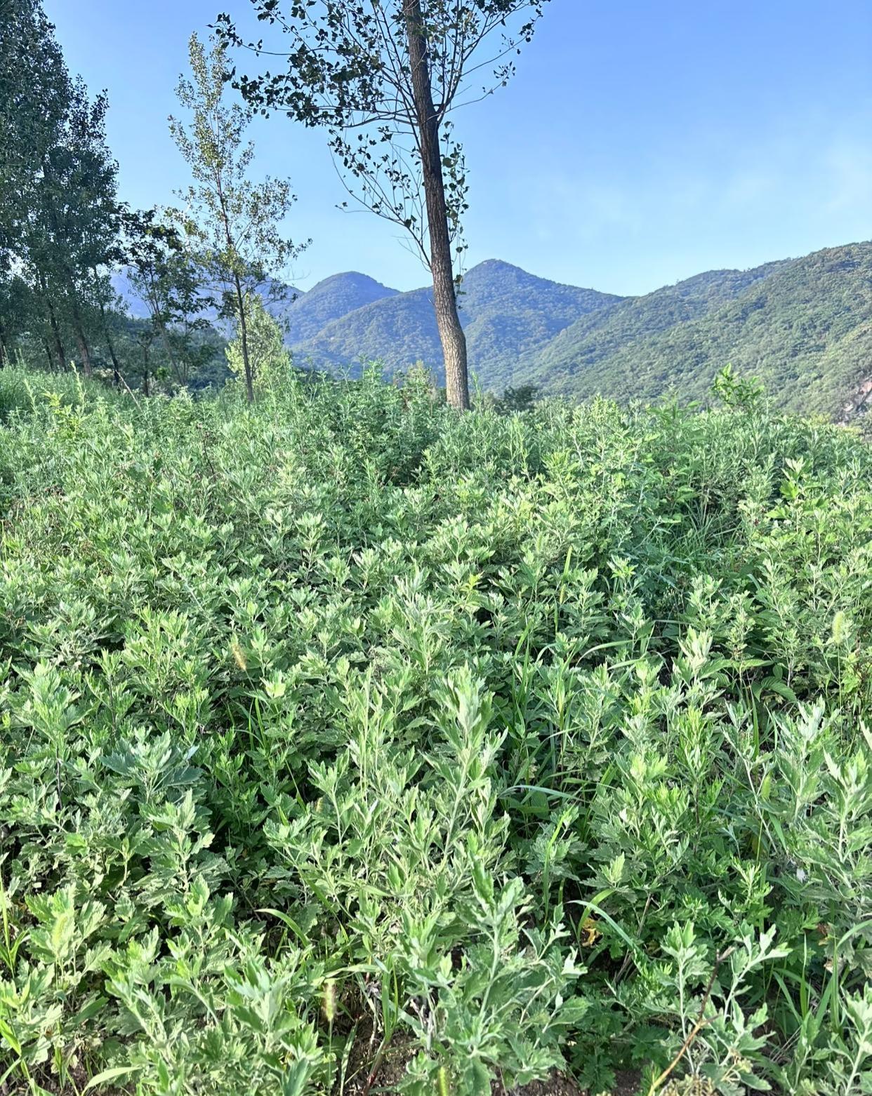 今天去河边，发现了一大片野艾
割了一三轮车，准备晒干了，装枕头，冬天泡脚用，其实