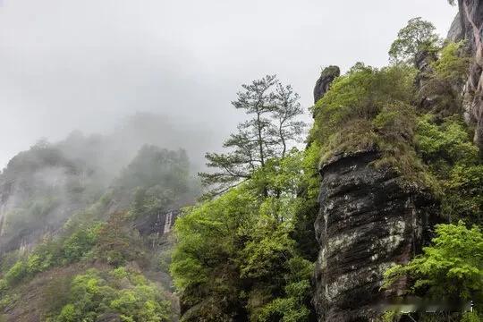 高高低低山中树