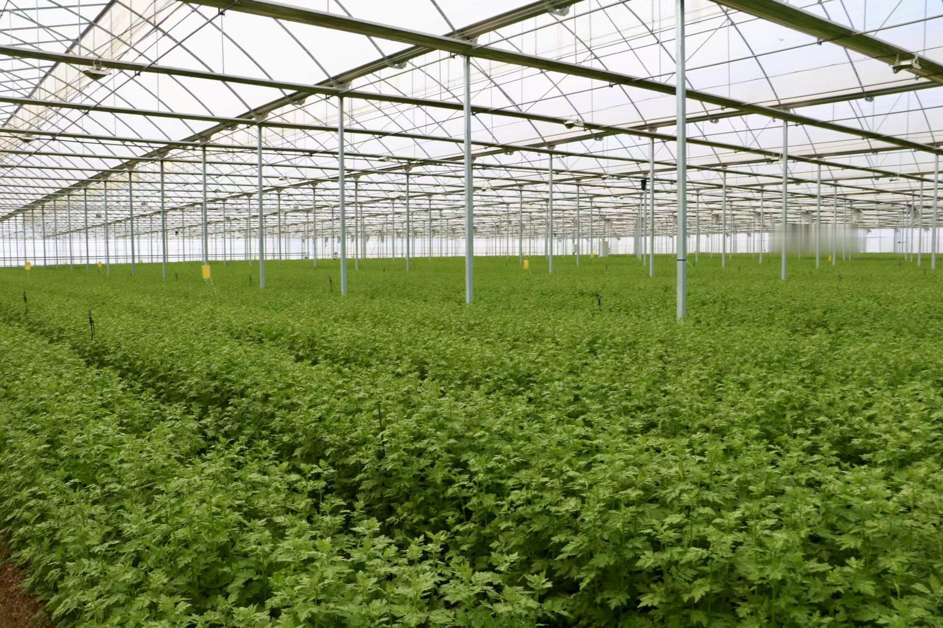 #祥云青海湖畔鲜花绽放#初春，走进申洱花卉产业基地大棚内，鲜花绽放、绚丽多彩，宛