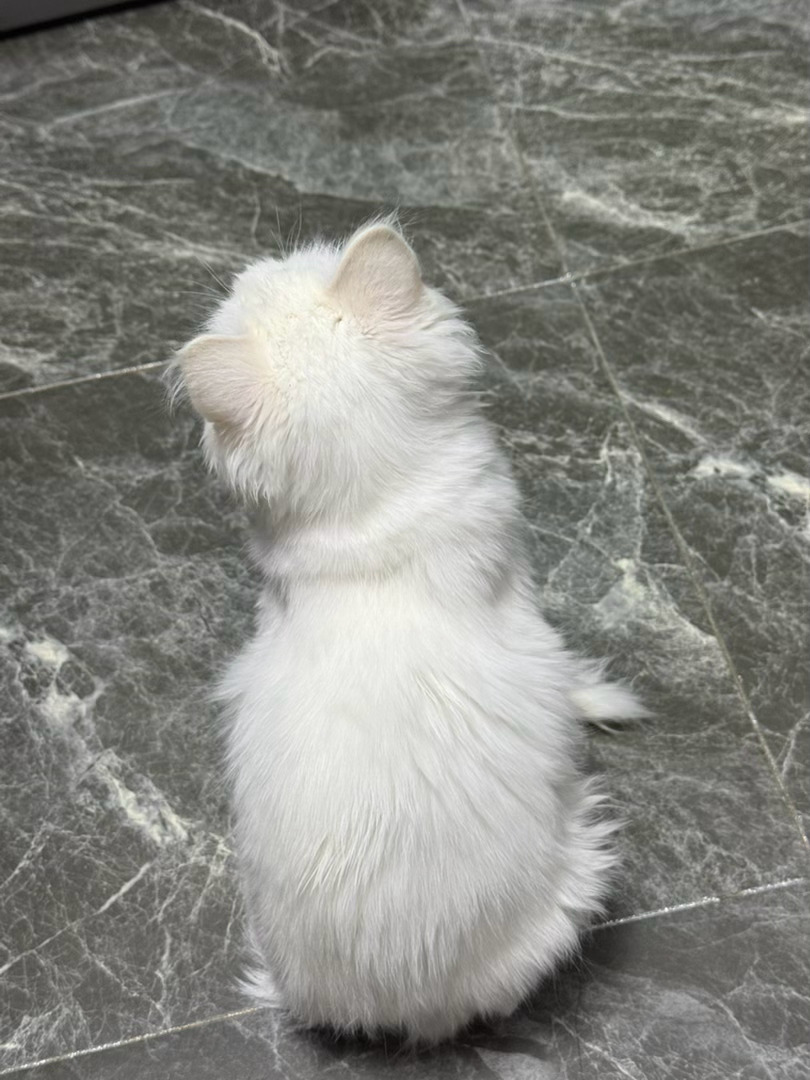 苹果实况你要毁了小猫没事 我有萌物