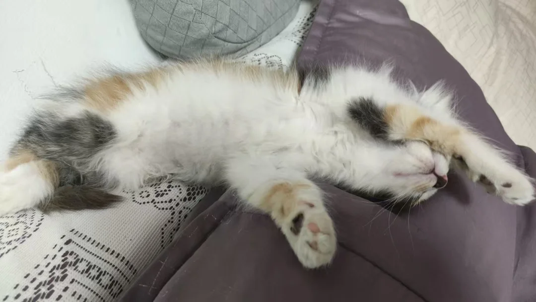 睡懒觉的定义