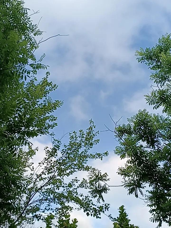 雨后的天空，绿叶相伴。白云悠悠，心随景动，捕捉此刻的宁静与美好。