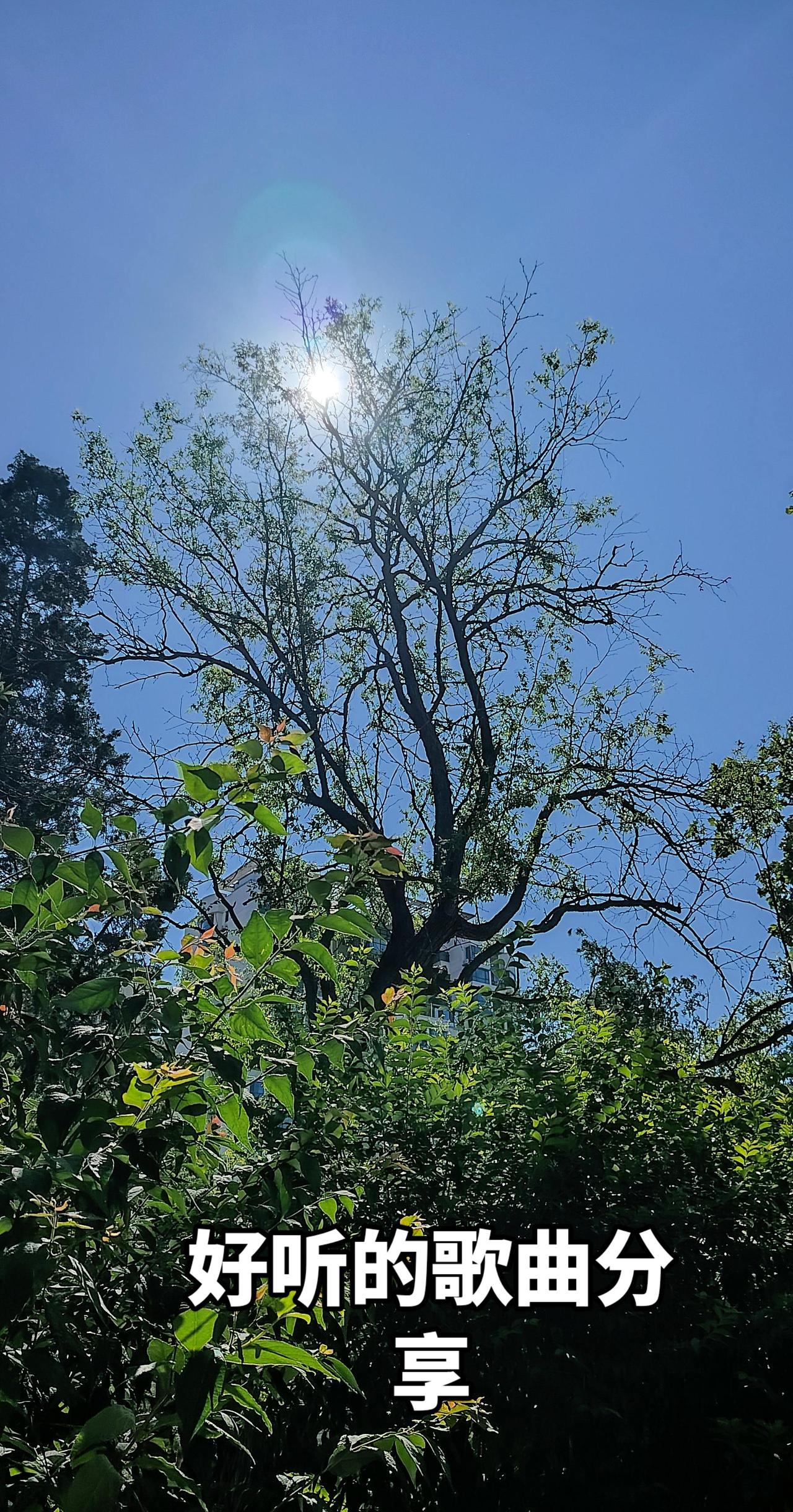 抬头仰望，漫天晴旷，树木向着天空舒展枝桠，不慌不忙自在生长。