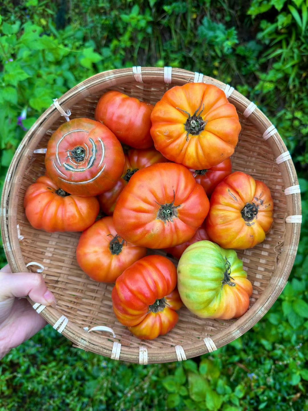 这西红柿真好，可惜市场上买不到。