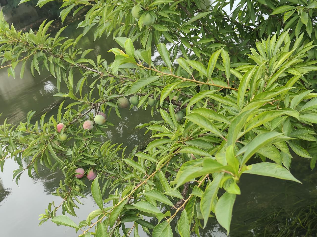 上联：喜居宝地千年旺
下联：褔耀祖宅万代兴