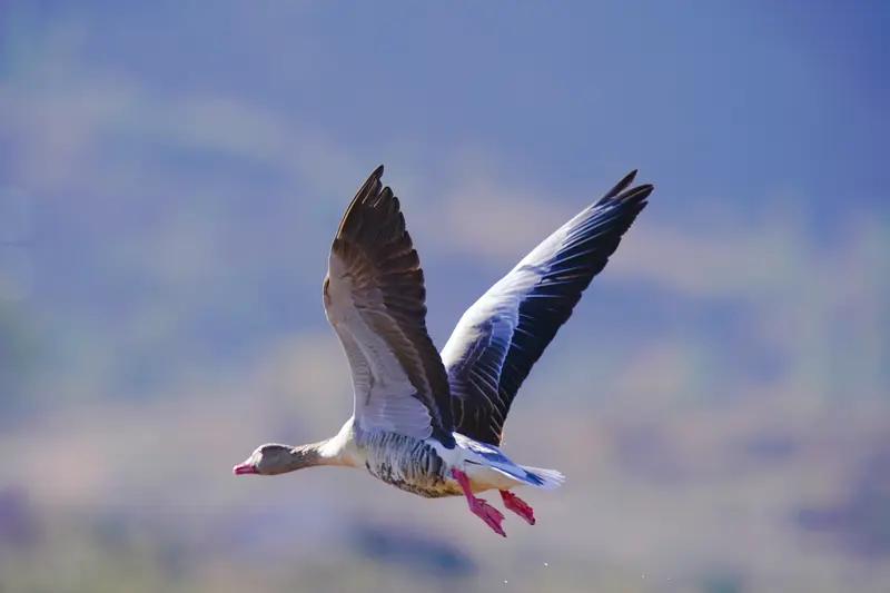 女子偶遇大雁列队排成ETC阵型北飞 河南安阳一姑娘清晨偶遇大雁排成 ETC 阵型