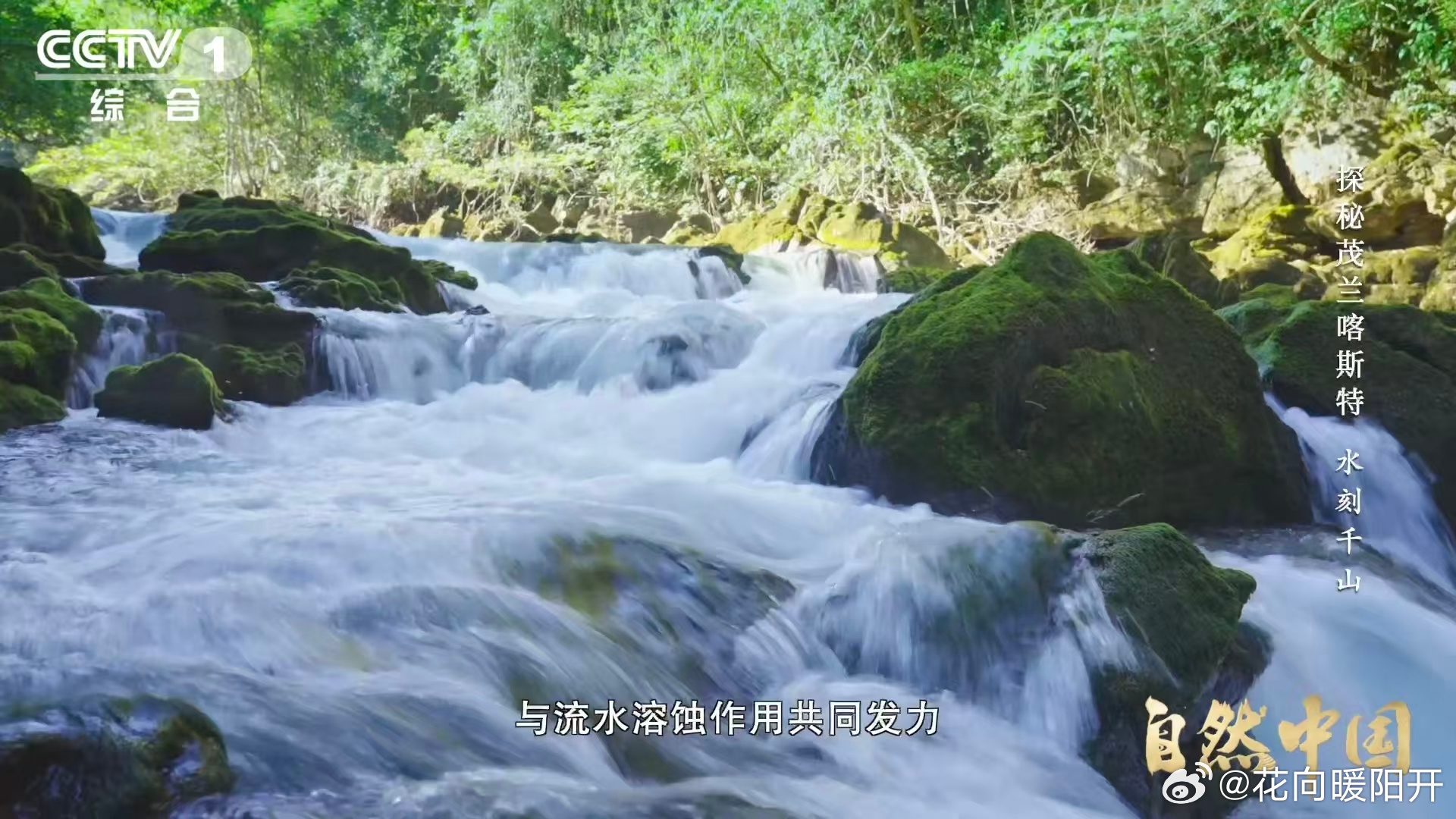 原来贵州曾是大海 太震撼了这个发现😲，白岩坡山顶的石炭纪珊瑚化石，印证贵州曾是