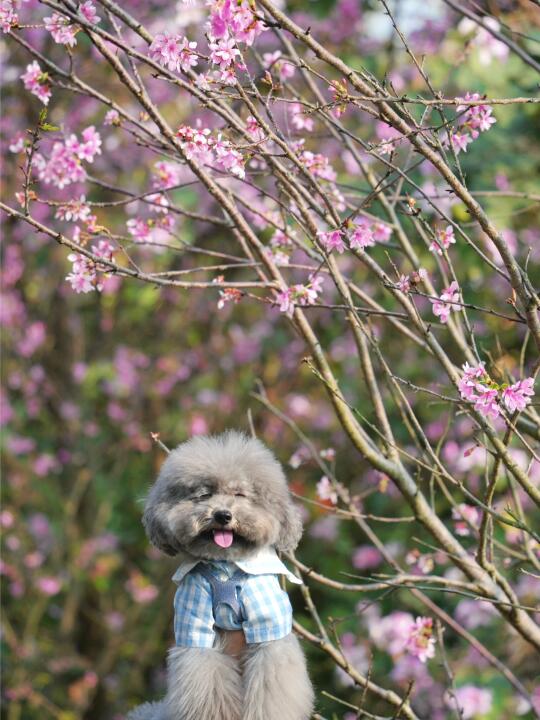 赤湾樱花列车和眯眯眼小狗🌸