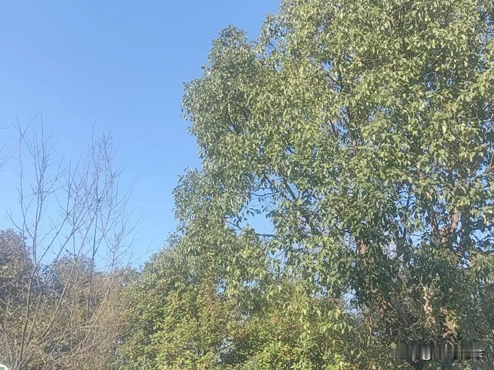 晒图笔记大赛 天冷时发圈超吸睛！“昨夜的露沾凉了窗台，今早的风带透了衣襟，秋意渐