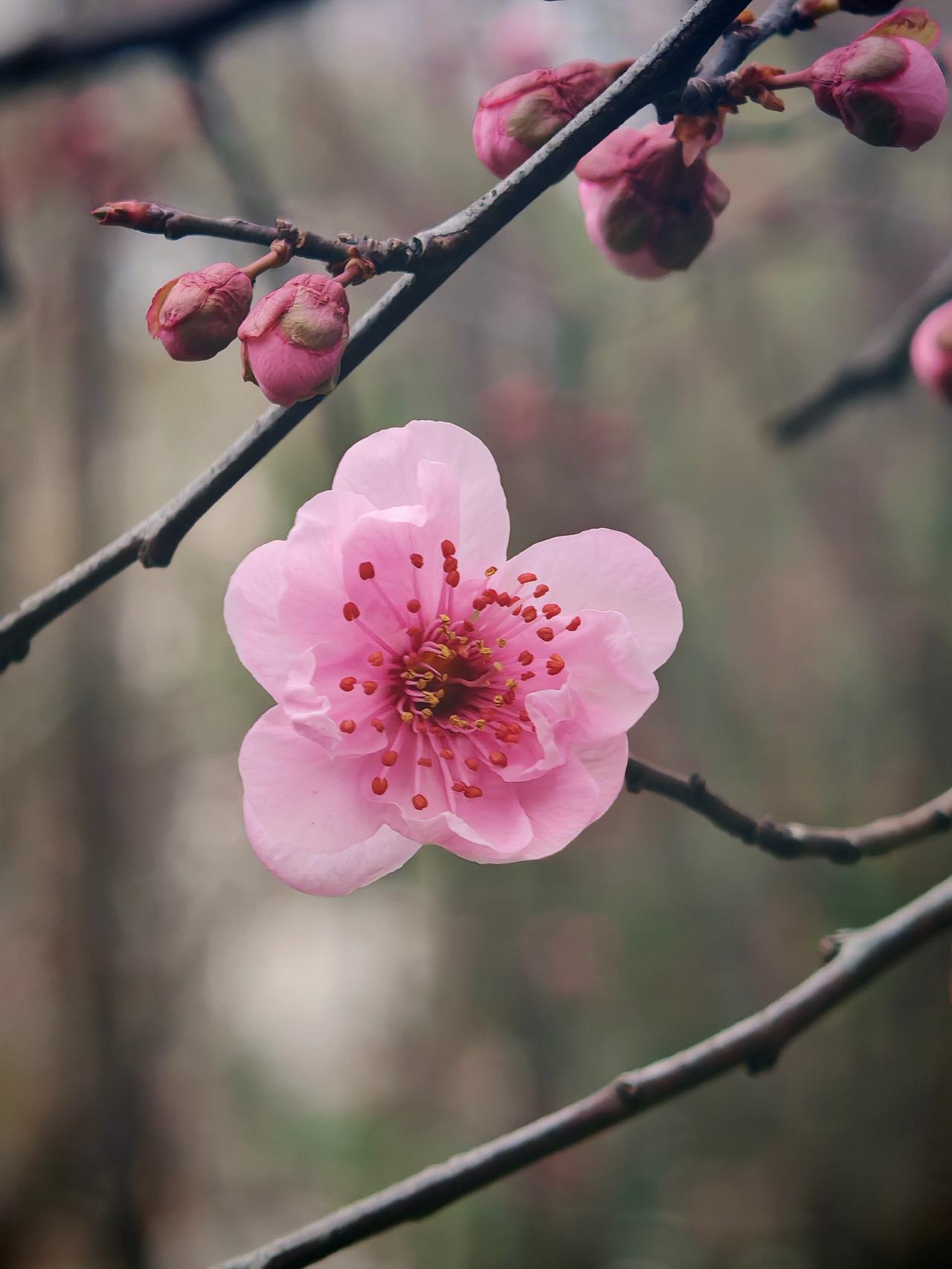 粉嫩樱花绽新春，静待花开满枝头。🌸🌸🌸