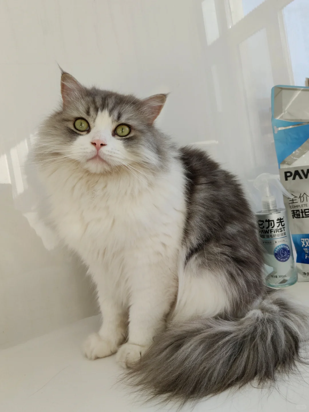 谁说猫毛过min就不能养猫了？