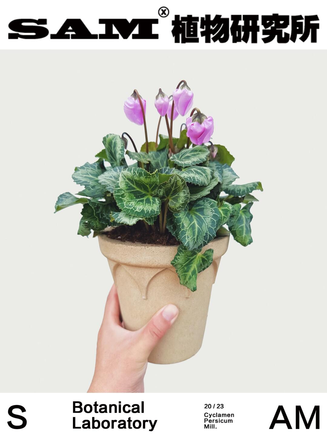 铃铛仙客来｜Cyclamen Persicum Mill.