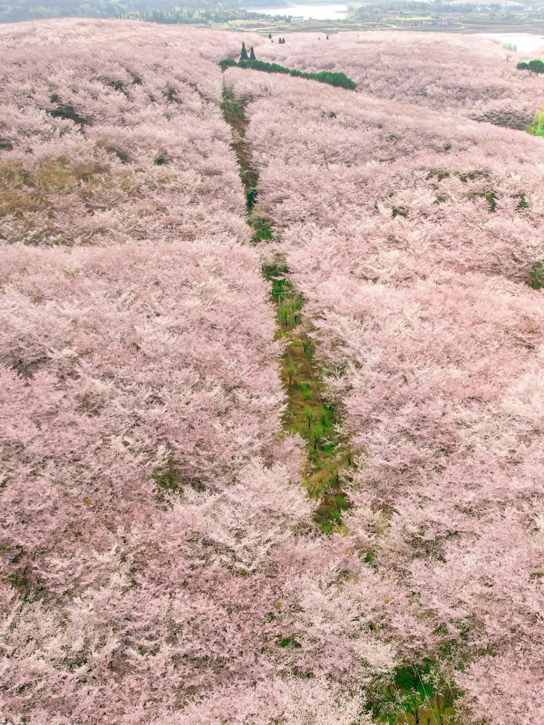 全世界最大的樱花基地居然在中国，而且免费
