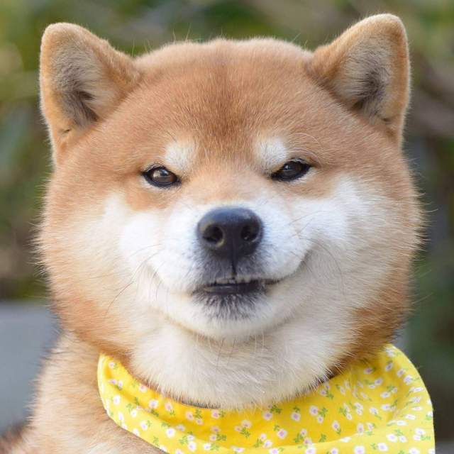 【求助贴】一个数据统计，寻求柴犬（全年龄）主人的帮助。一个遗迹学与考古学的交叉研