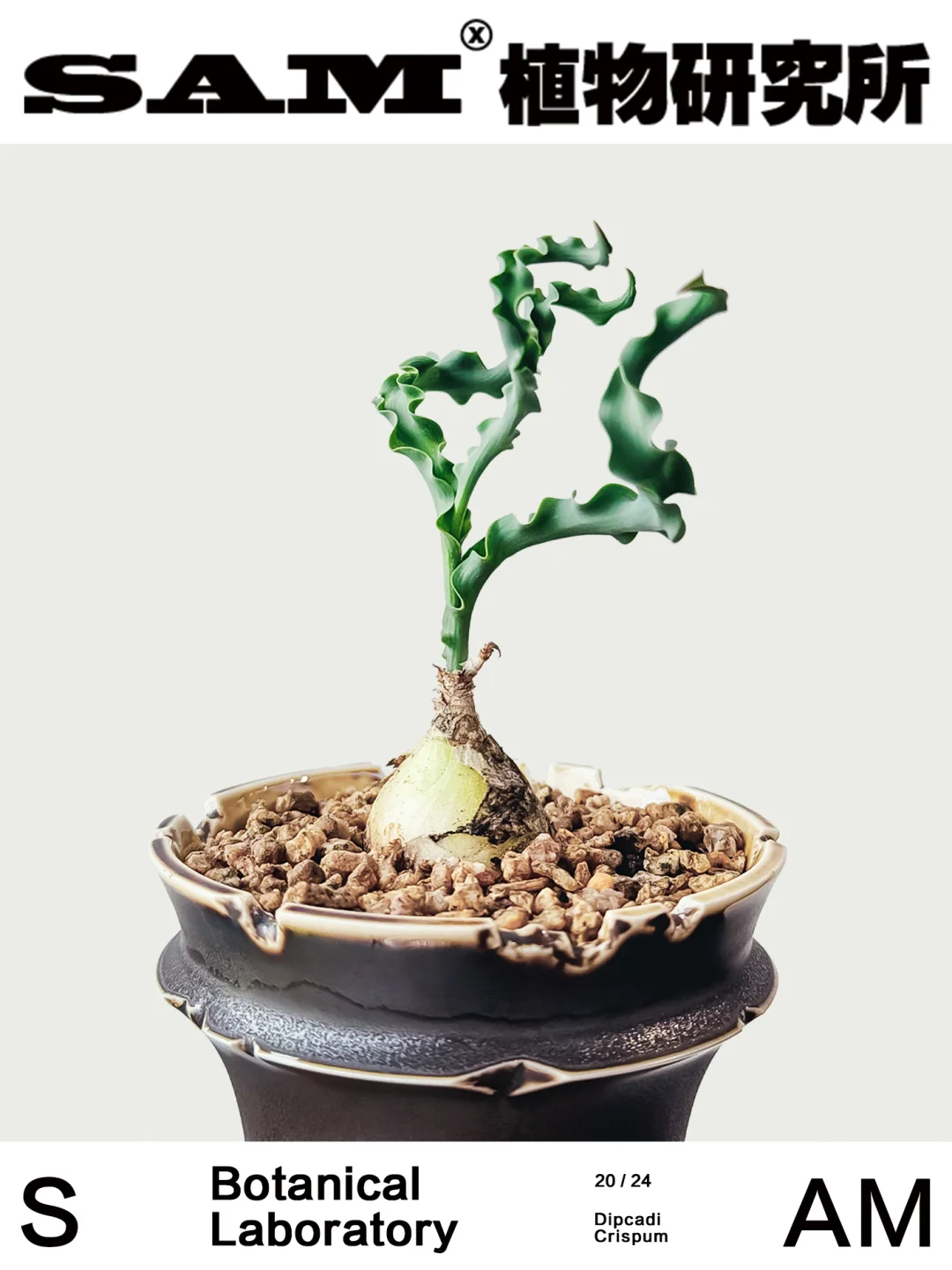 章鱼弹簧草｜Dipcadi Crispum