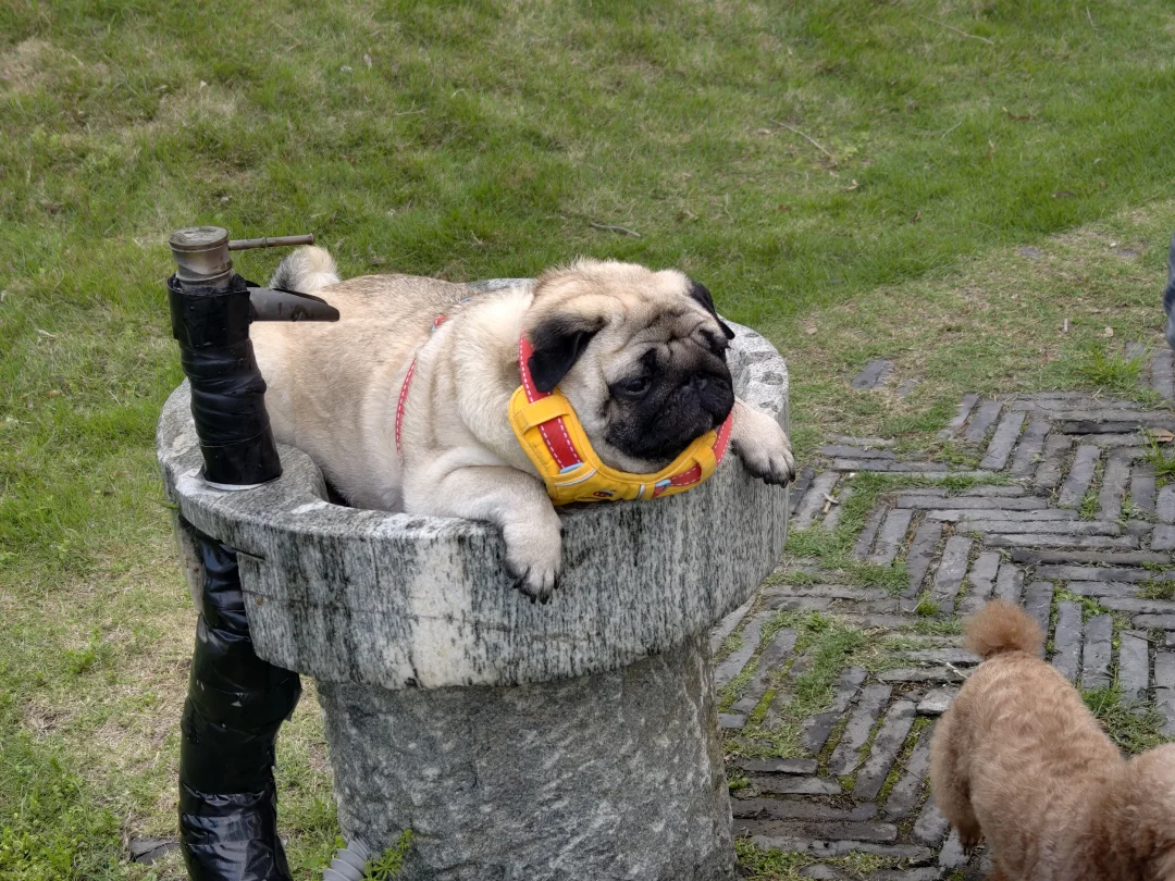 小马的运动会成绩出来了