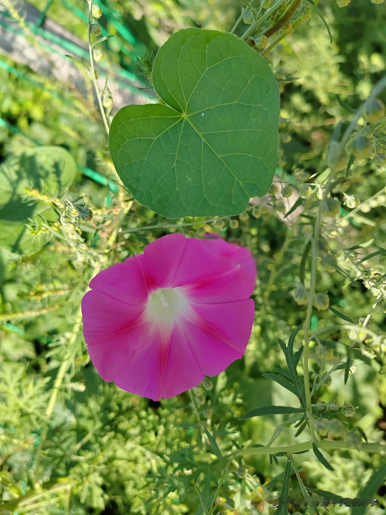 路边不少漂亮的五颜六色的野花野草，很常见却总是叫不出它们的名字。这些花草不仅漂亮