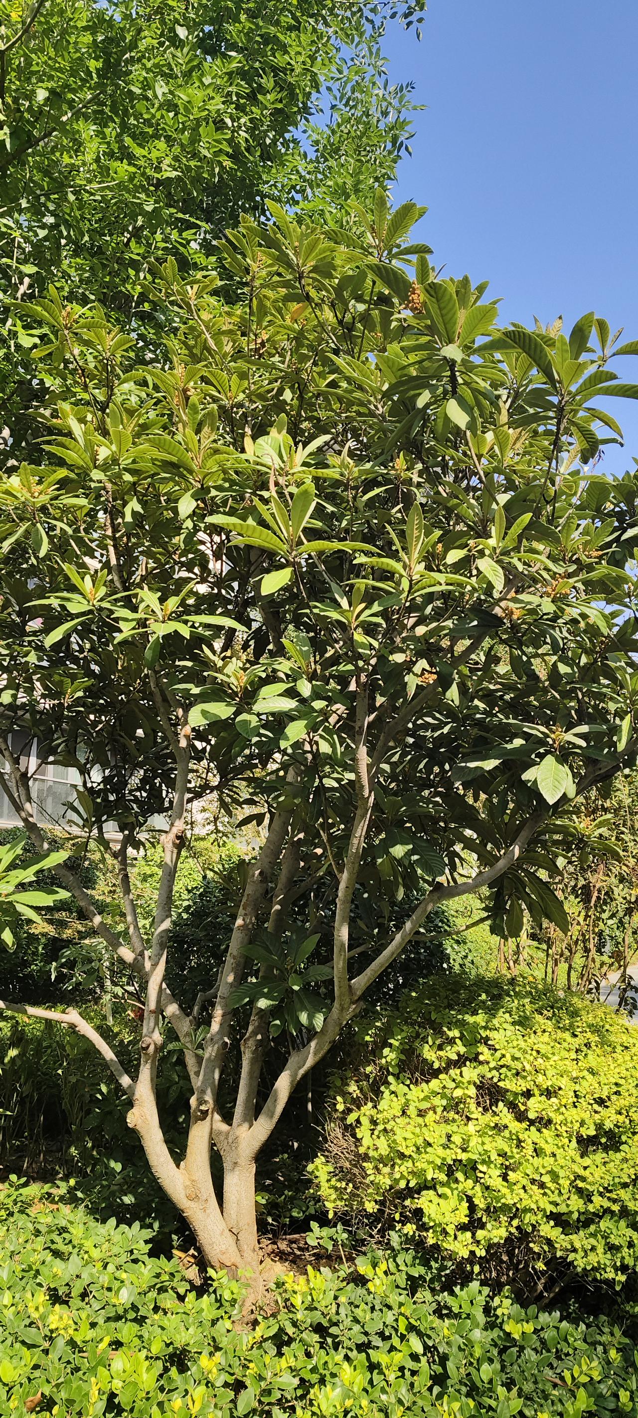 小区里这棵枇杷树，藏着四季的期待
 
路过小区，一眼看见这棵枇杷树，叶片厚实油亮