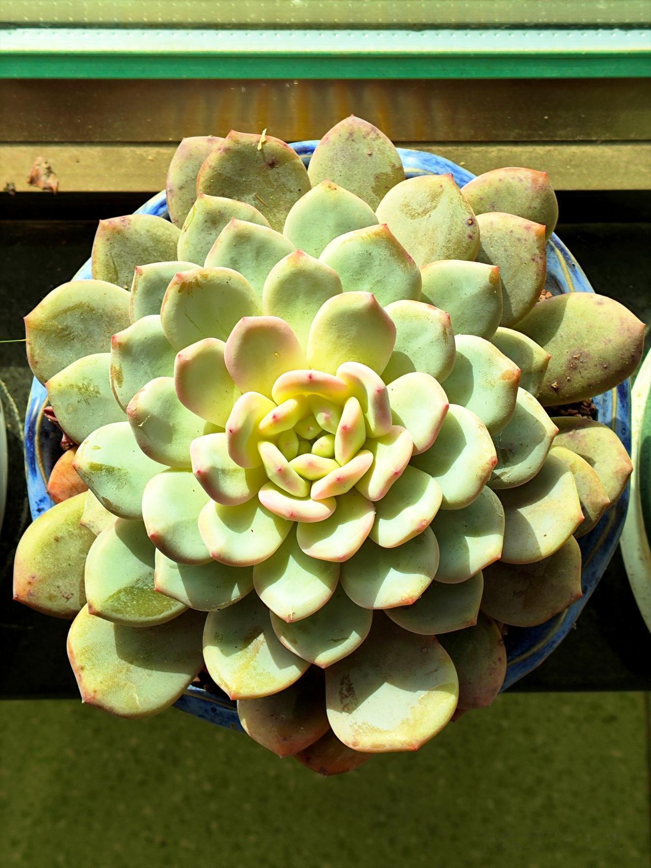 喜欢养花的男人心理有问题吗？男人养了很多盆多肉，卧室里占了一半地方……

这个4