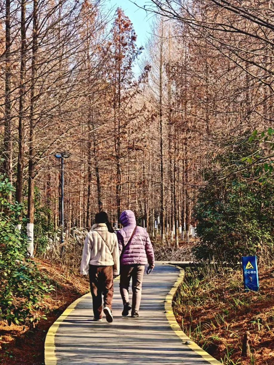 🍂 木栈道牵着人影往林间深处走，冬阳把树影筛在地上，每一步都踩着季节的私语。