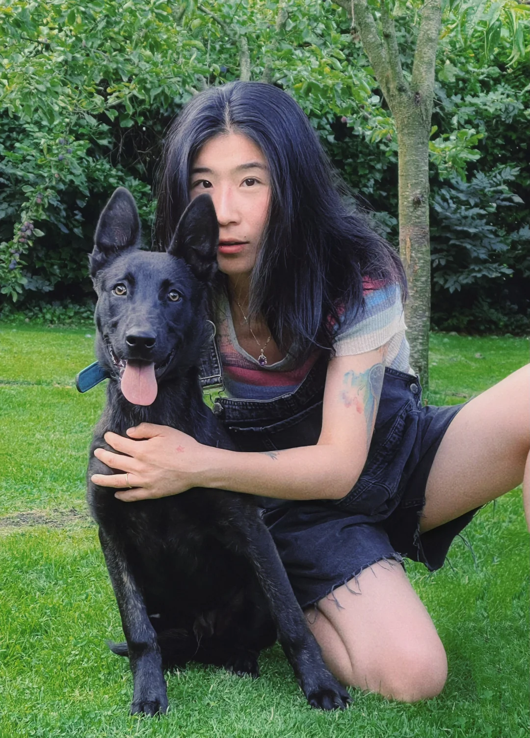 5个月大的荷兰牧，未来的家庭护卫犬