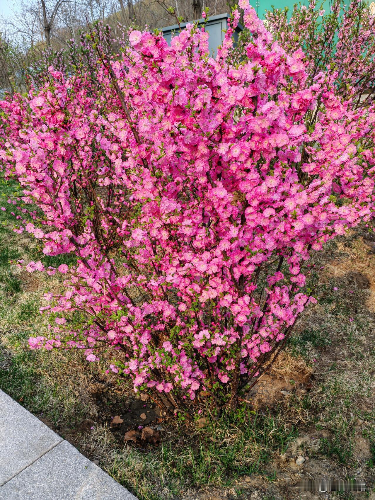 渴望“去看一次盛开的花海”“踏春寻绿”，无论是樱花、油菜花还是桃花，用脚步丈量春
