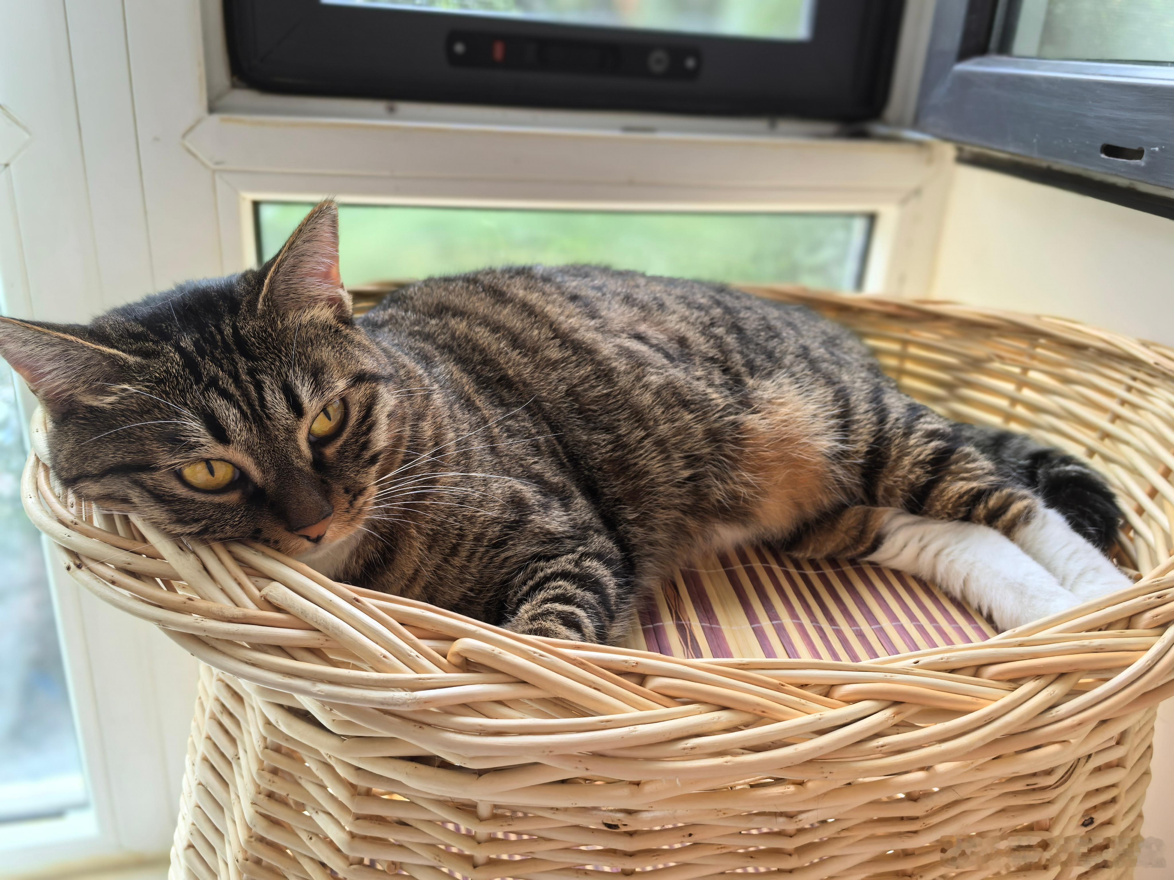 生活手记 筐不大，刚好装下一只犯困小狸花🐱。今日立秋啦，吃完早餐我也躺着放空一