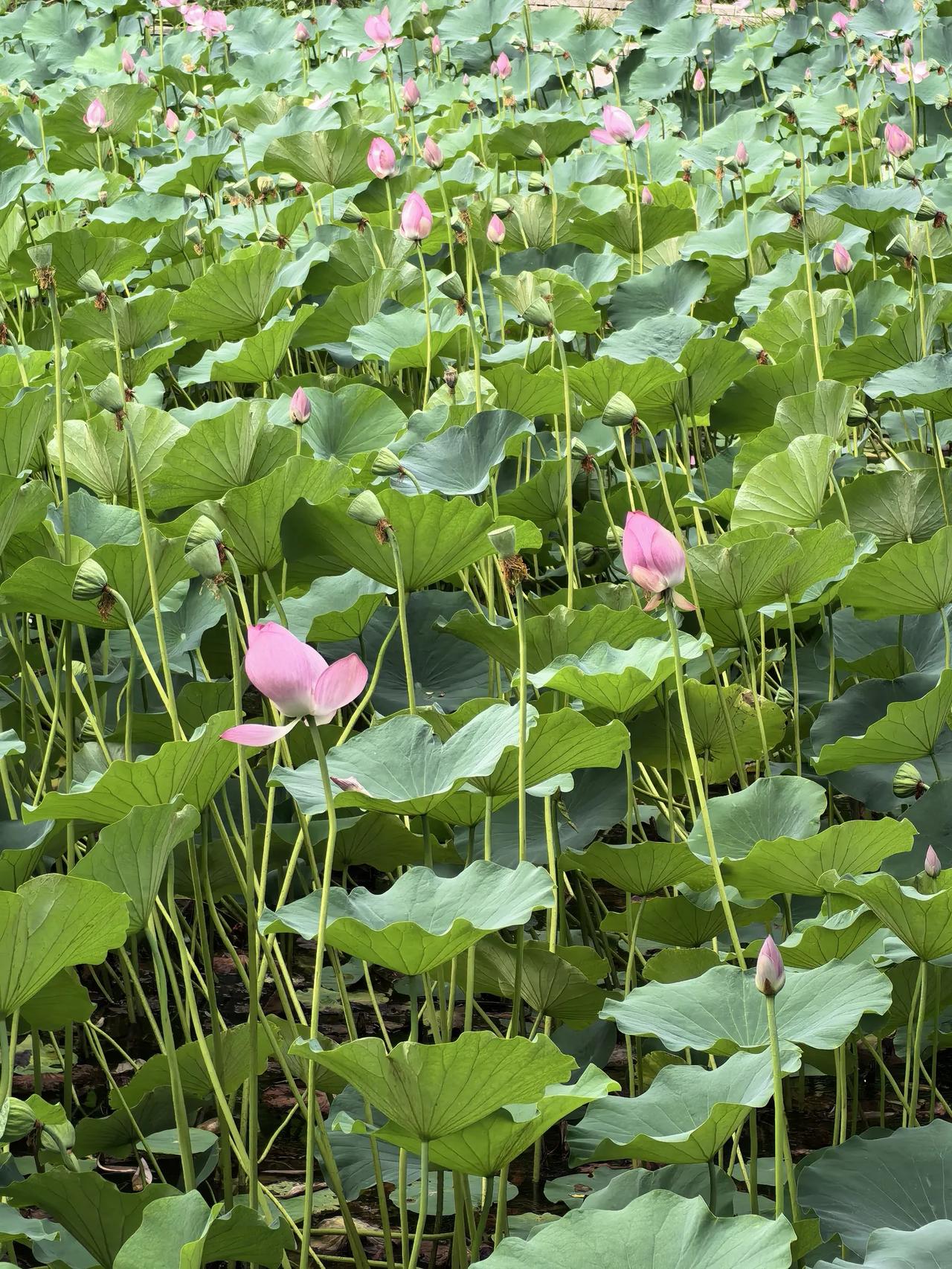 夏日里的荷塘