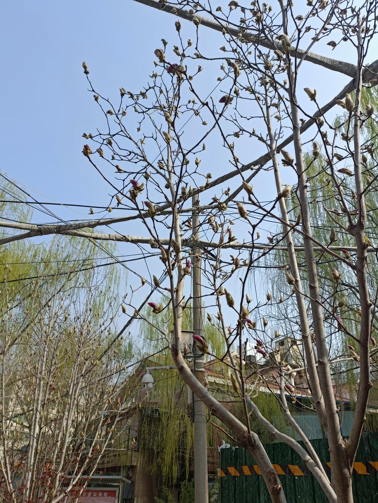 晒图笔记大赛玉兰花正含苞待放，爭相早日盛开