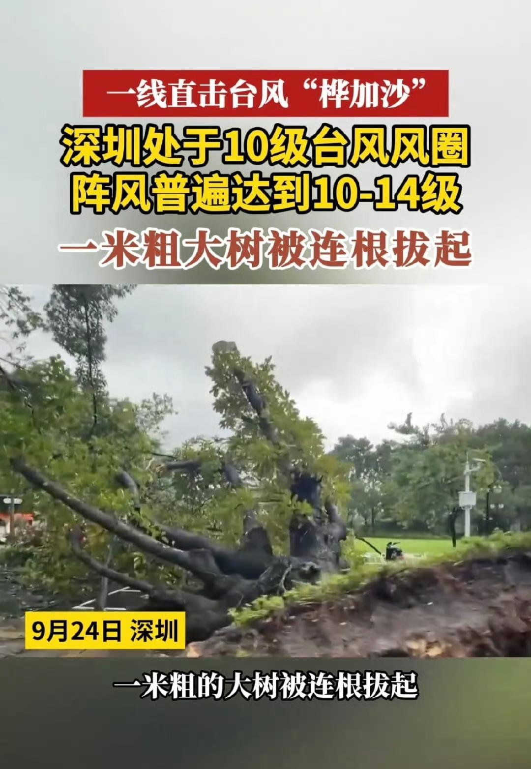 珠海积水齐膝，深圳大树被拔，消防员的这些举动为何让人泪目？
台风“桦加沙”来势汹