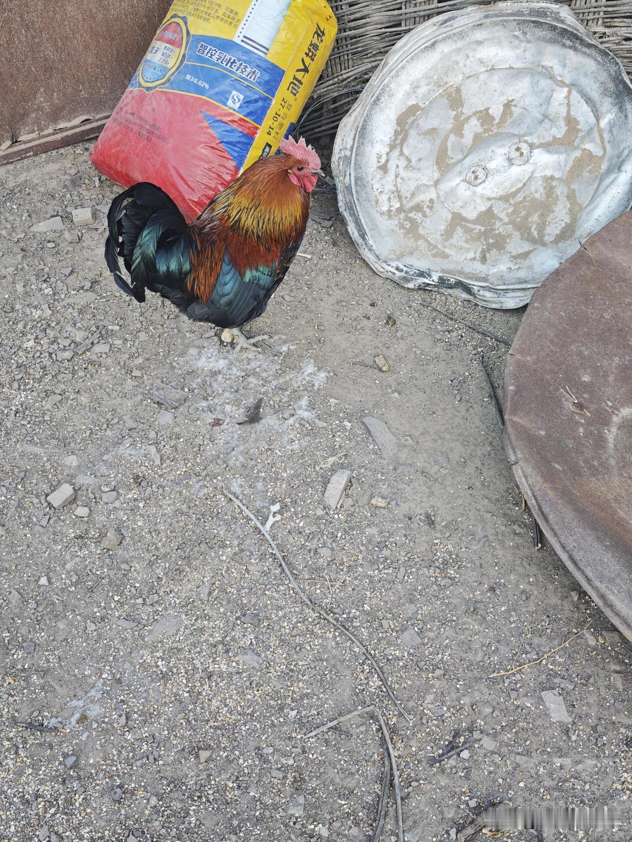 我家的大公鸡，真是公鸡中的战斗机。它真是无所畏惧，鸡眼看世界，它的世界，比井底之