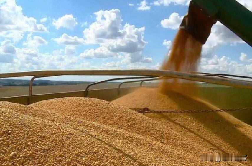 巴西美国处于大豆进口领先位置。2023年，我国进口大豆9940.9万吨，比202