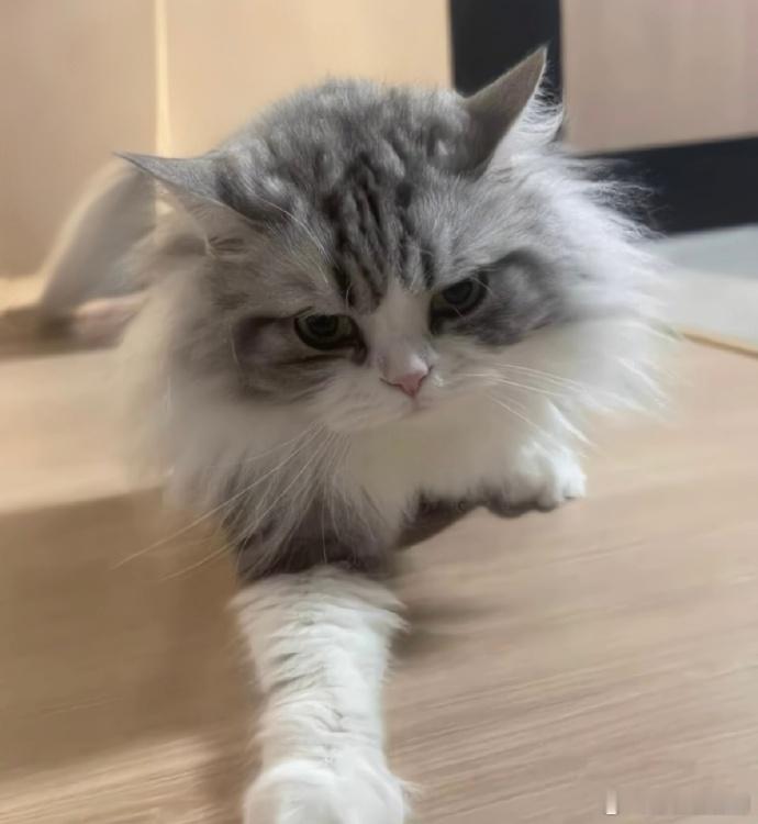 无畏在线驯猫喊话曾舜晞替曾舜晞隔空接下驯猫任务无畏直播间解锁新副本驯猫大作战，奈
