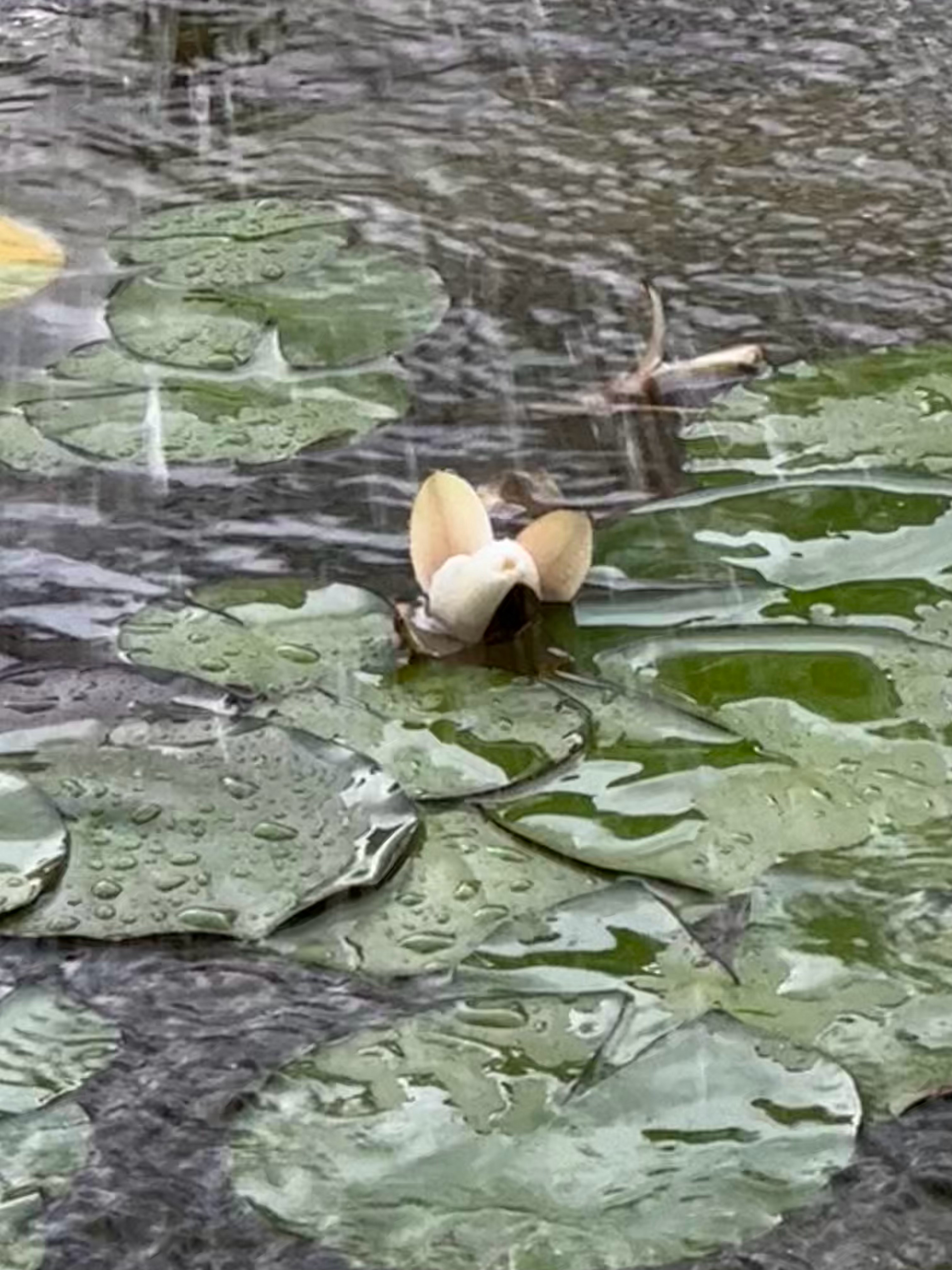 妙雨🪷🪷 