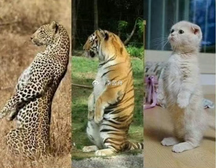 猫咪的站姿非常统一[憧憬] ​ ​​​