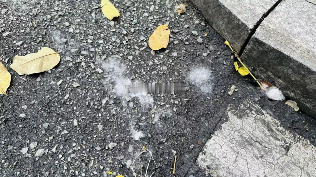 福州法海路木棉絮乱飞，学生、过敏人群直呼“伤不起”部门回应：不考虑移植药物防控有
