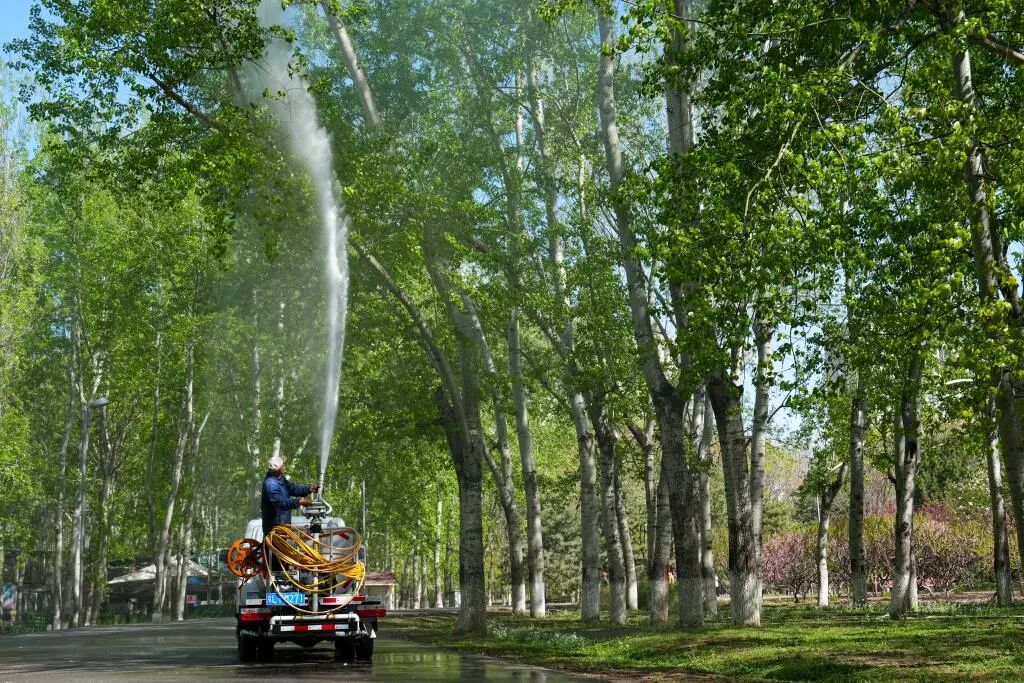 为什么不能把杨柳树都砍了？官方回应