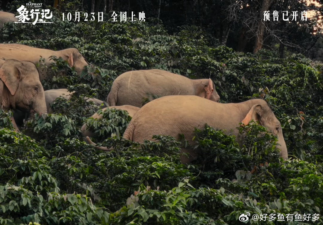 黄轩为大象保护电影发声黄轩任电影象行记公益宣传大使🐘黄轩出任公益宣传大使，以温