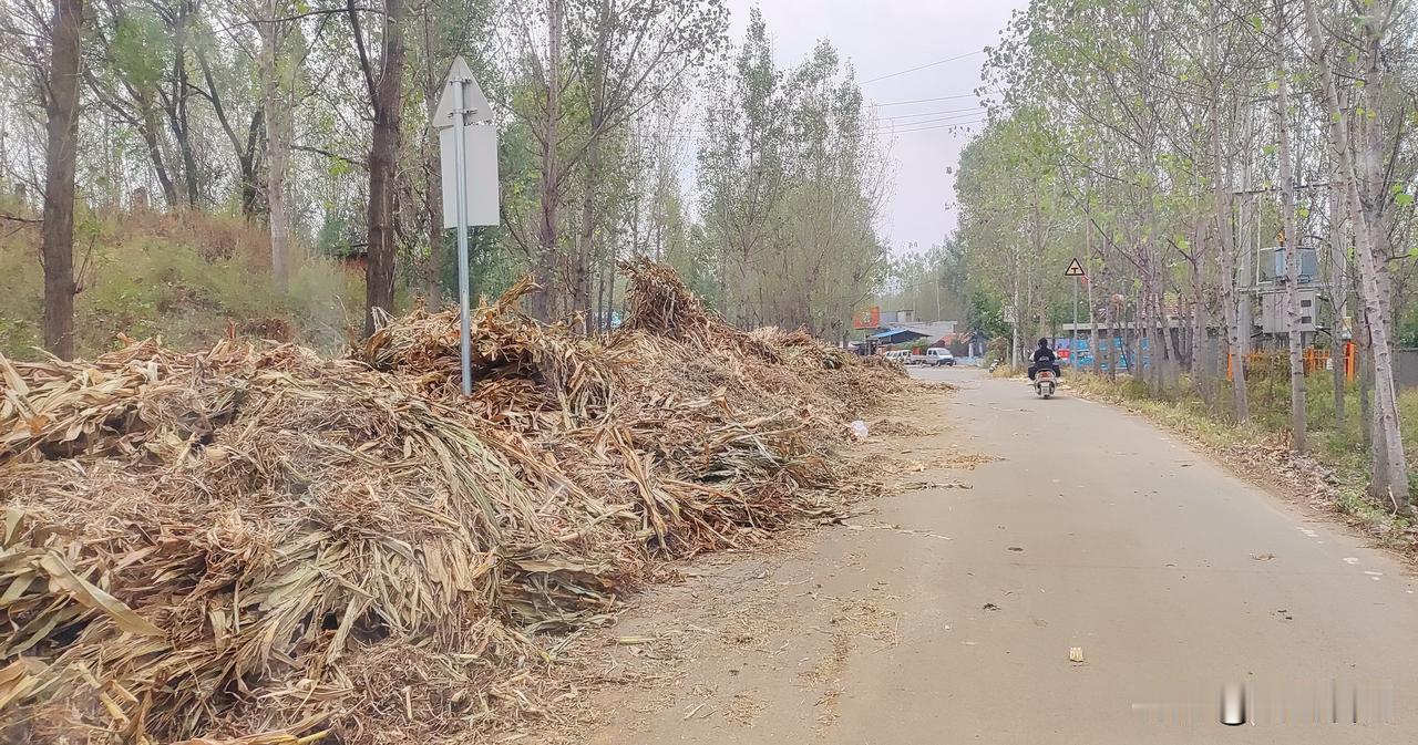 又到秋收时节，农村道路两边堆满了收割下来的玉米秸秆。
 
满地金黄的秸秆，看着是