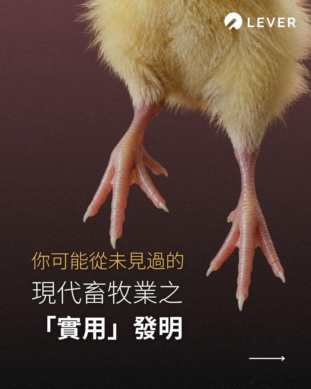 这些发明看似解决了生产的难题，却从未触及真正的核心：我们错把有血有肉的生命，当成