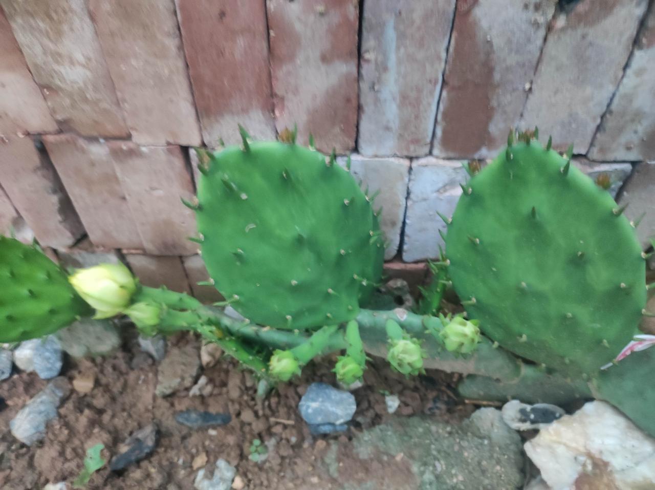 我家门口的仙人掌开花了

养了有三四年吧才开花，不知道是今年西安雨水多，还是怎么