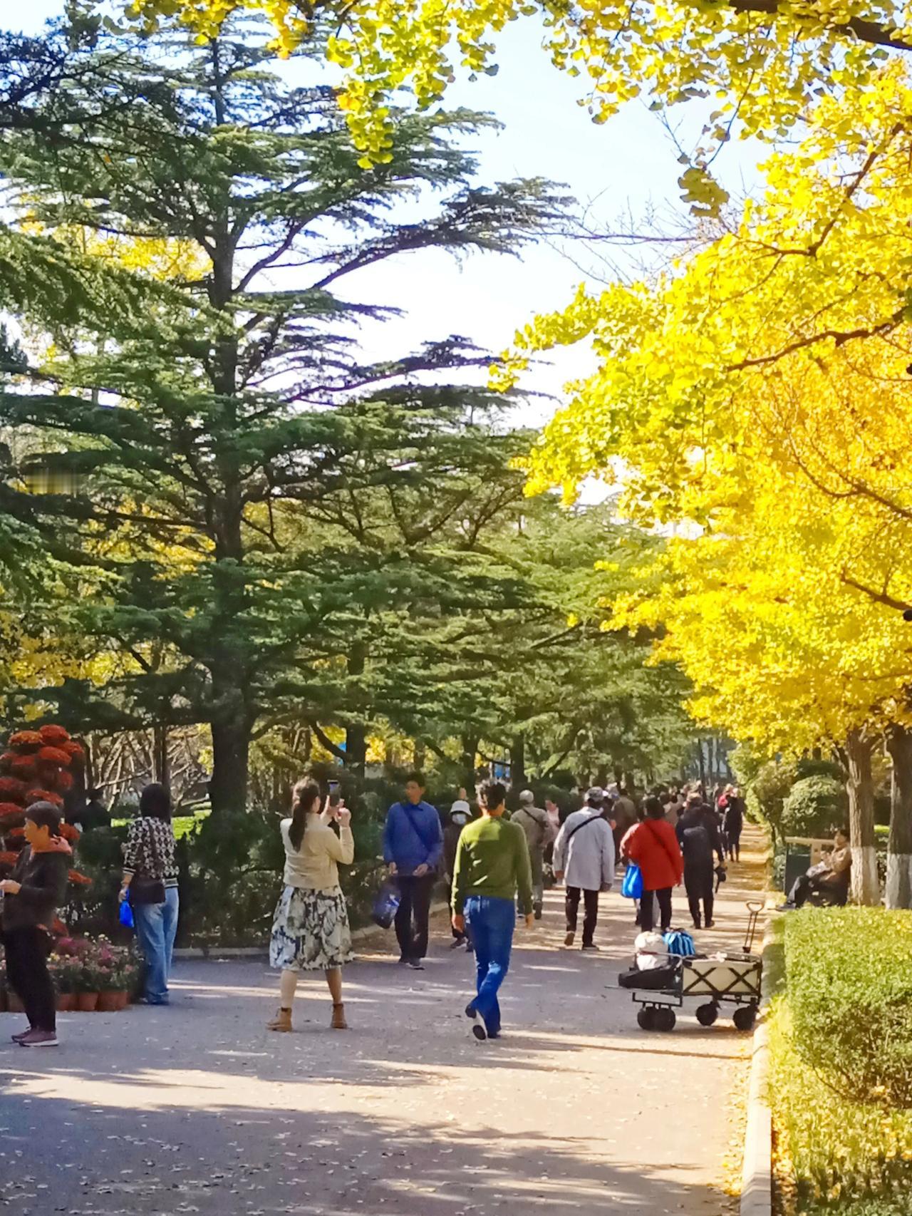 秋尾景也美

现在已到10月底了，很快秋季就要过去，在这个晚秋里，青岛的景色和风